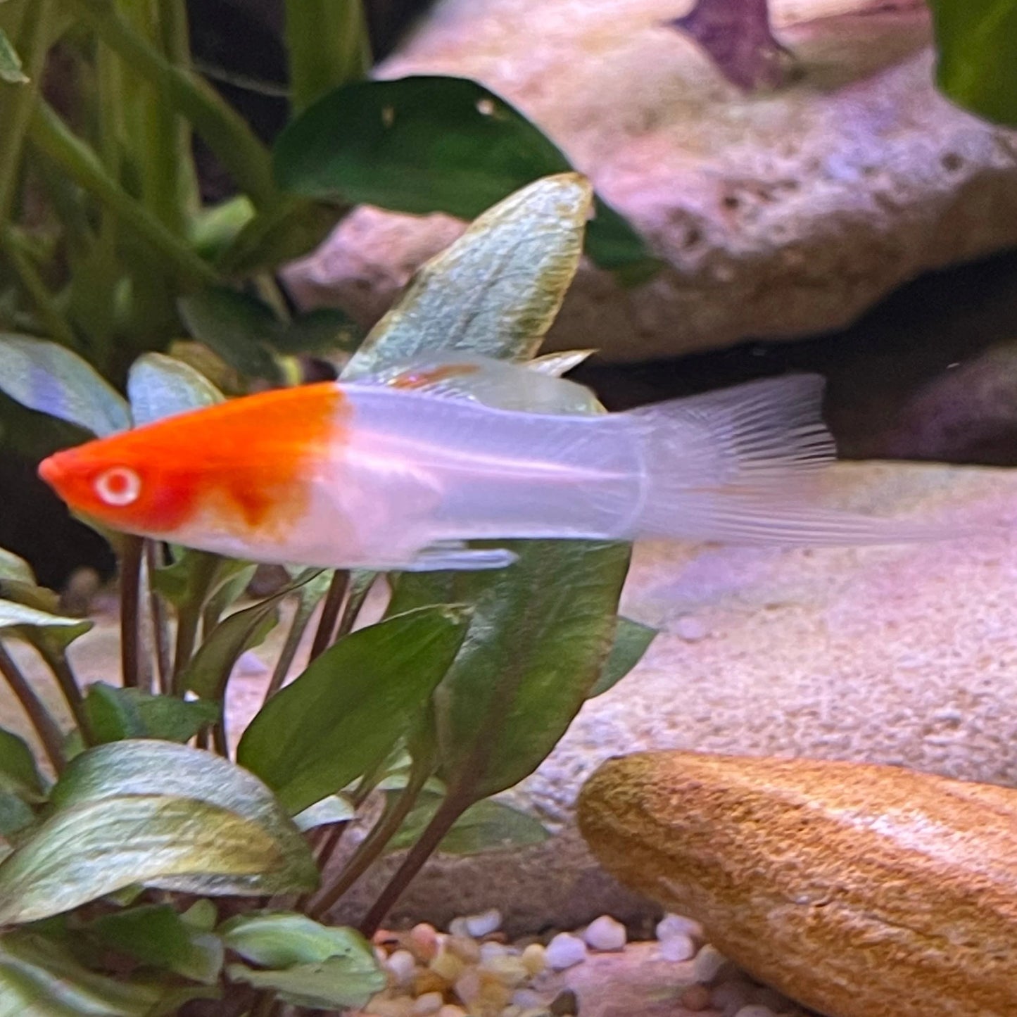 4.5cm Kohaku Swordtail (Ungendered)
