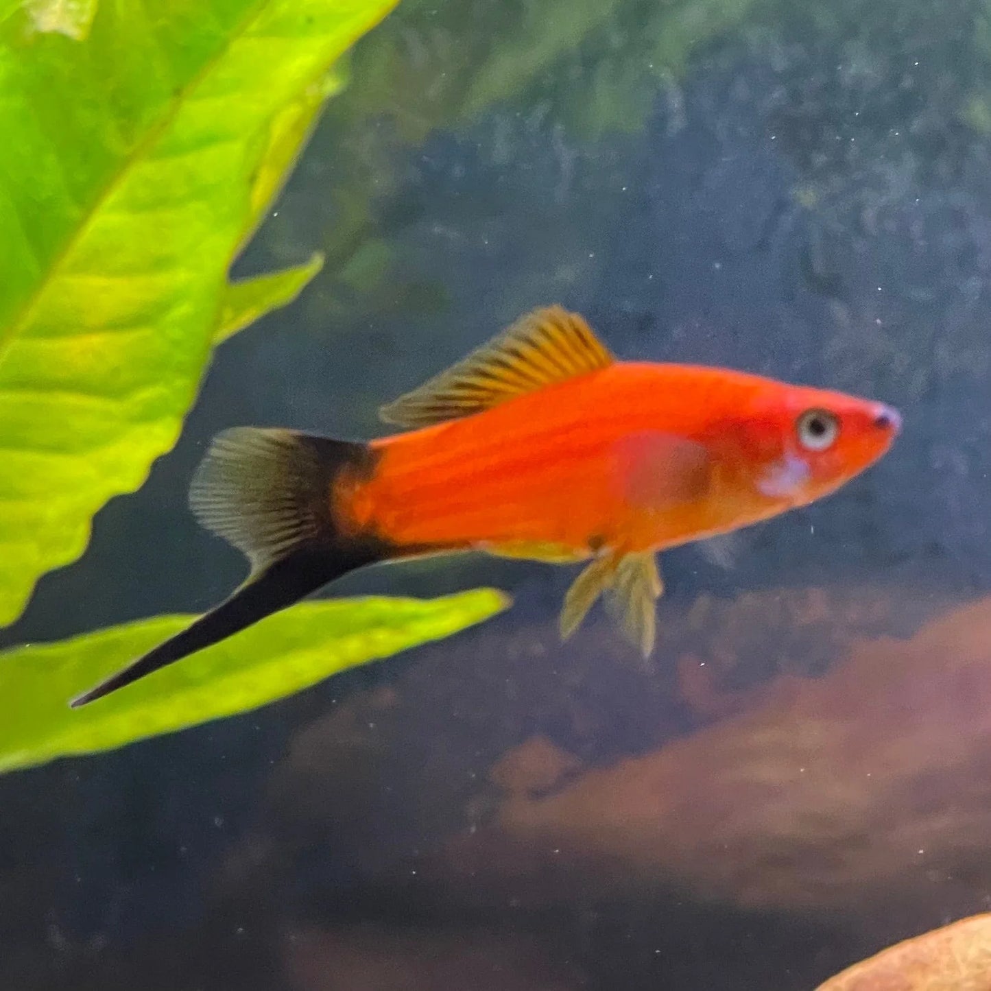 4.5cm Red Wagtail Swordtail (Ungendered)
