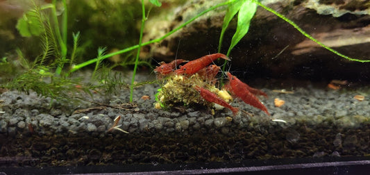 Shrimp Food - 10g