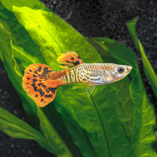 3.5cm Male Assorted Cobra Guppy