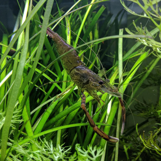 Long Armed Freshwater Shrimp (Australian River Shrimp)