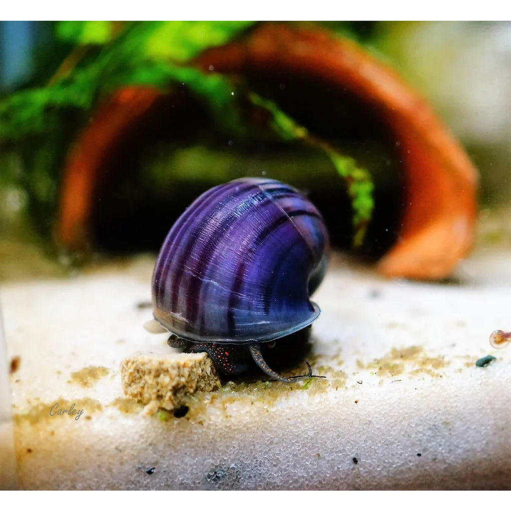 Rare Purple Mystery Snail (HIGH GRADE)