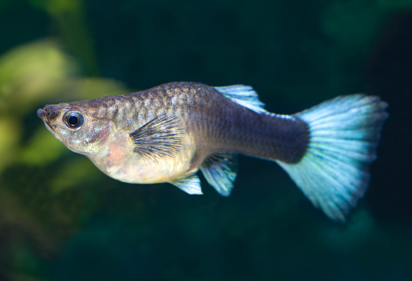 Assorted Fancy Guppies