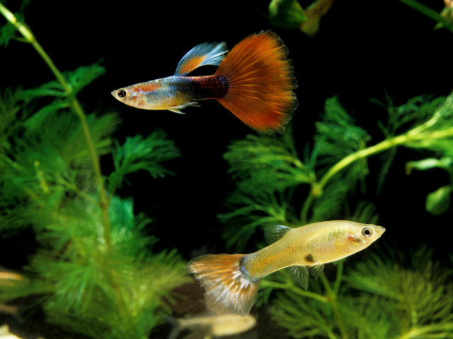 Assorted Fancy Guppies